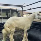 طلي