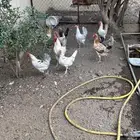 دجاج بلدي