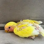 فرخين روز غر