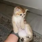 قطط سكوتش