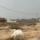 ضان دفع للبيع
