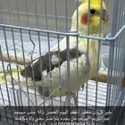 طير مفقود للبيع