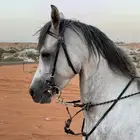 حصان شعبي جمرره للبيع