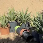 صبار