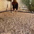 ديك بكستاني دم صافي الديك حار الصحه شرط لايسوم الا الصامل