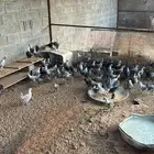 للبيع دجاج فيومي
