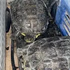 للبيع سلاحف برمائية