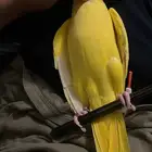 للبيع دره لاتينو اليف