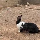ارانب للبيع