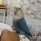 للبيع روز اليف الي توقف عليه سومه نصيبه