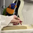 ببغاء اللوري أليف