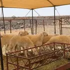 الرخال صنف الصنف