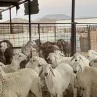 طليان حريات ذبايح نظاف شرط