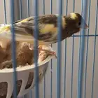 للبيع كناري تغريد