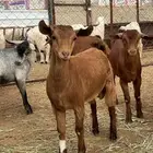 تيوس على الشرط وخرفان جميع الاحجام