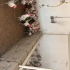 ديوك