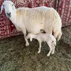 حرية والد