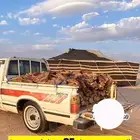 ددسن للبيع شرط