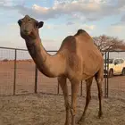 ناقة صفرا طيبه للبيع
