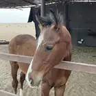مهر خط سرعه اثبرد