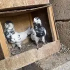 حمام بكستاني