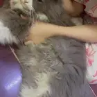 قط للتبني