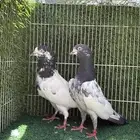 اساسات حمام باكستاني بيور