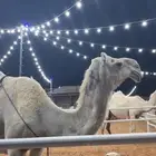 خلفه وضحى