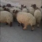 خرفان نعيم بلدي