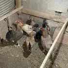 دجاج بلدي مزرعه