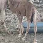 قعدان للبيع