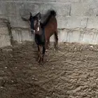نواع تيس