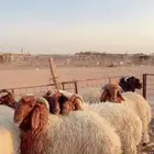 خرفان نعيم ذبايح ( بريدة)