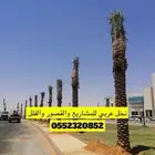 نخل عربي مع النقل والحفر والغرس