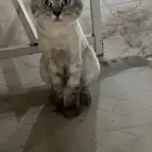 شيرازي ذكر للتبني بدون كرت تطعيم