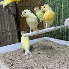 طبات كناري سوري( تم البيع )