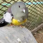 رهطي او حمام الفاكهه