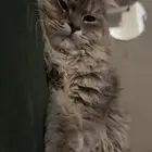 قط شيرازي العمر 6 اشهر مع كامل ملحقاته للتبني