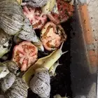 حلزونات