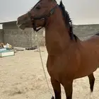 مهر