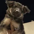 جيرمن ورك لاين