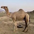 فحل  أركي عمره ثلاث سنوات