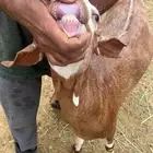 تيس وخروف للبيع جذعان