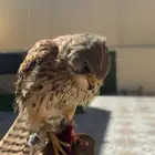 حمام باكستاني