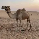 للبيع ركبي