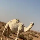 ناقه معشر على بعيرن منتج