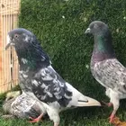 حمام باكستاني