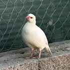 حجل ابيض ذكر