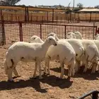 رخال مطورات