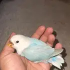 روز غر
